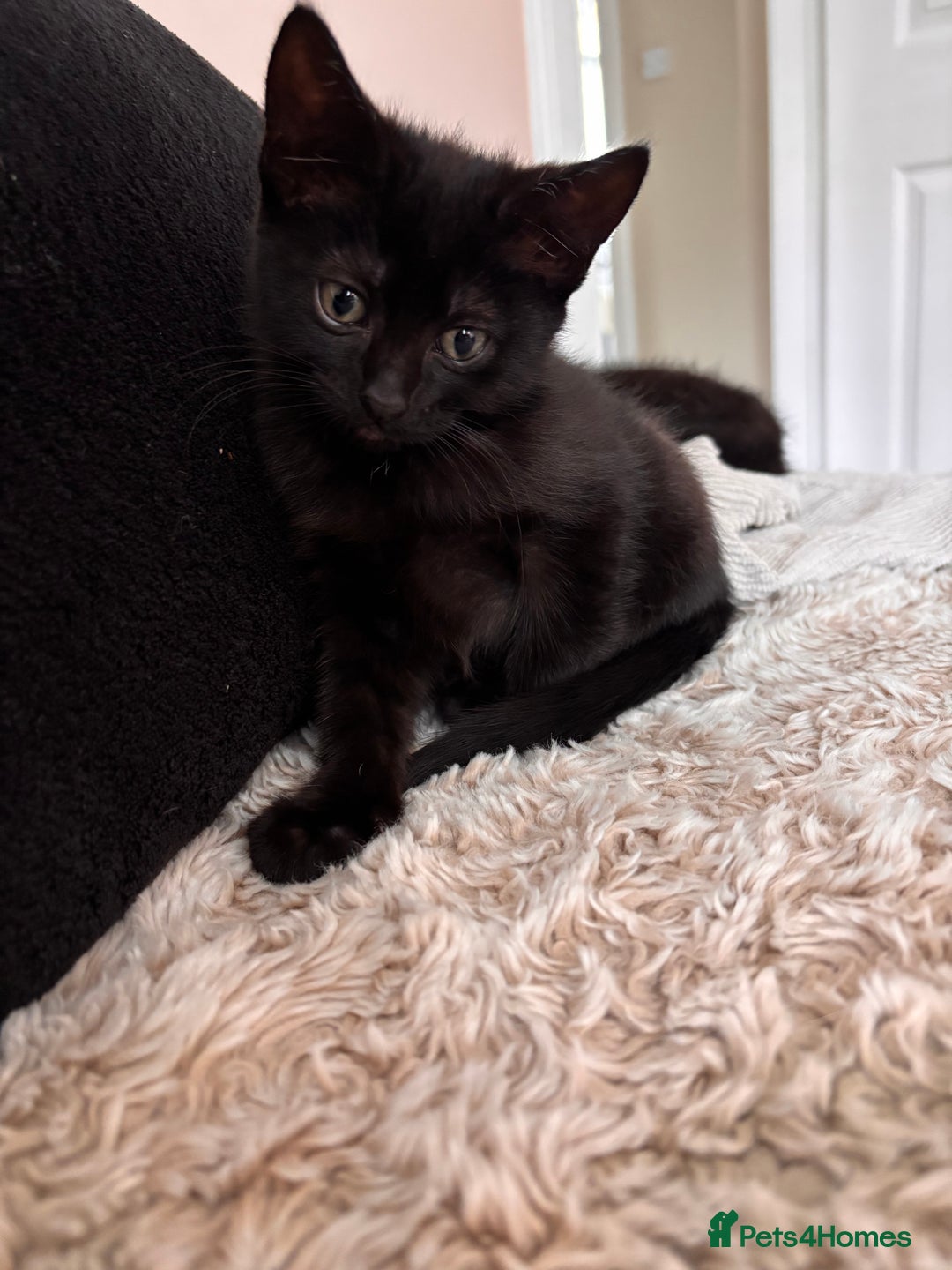 Mixed Breed cats for sale: 1/2 Ragdoll kittens - Image 9