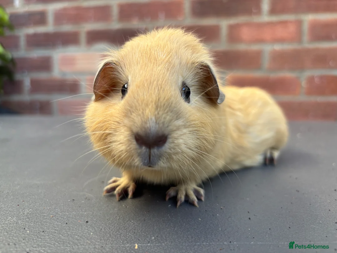Guinea Pig rodents for sale: Little girl looking for a good home - Advert 1