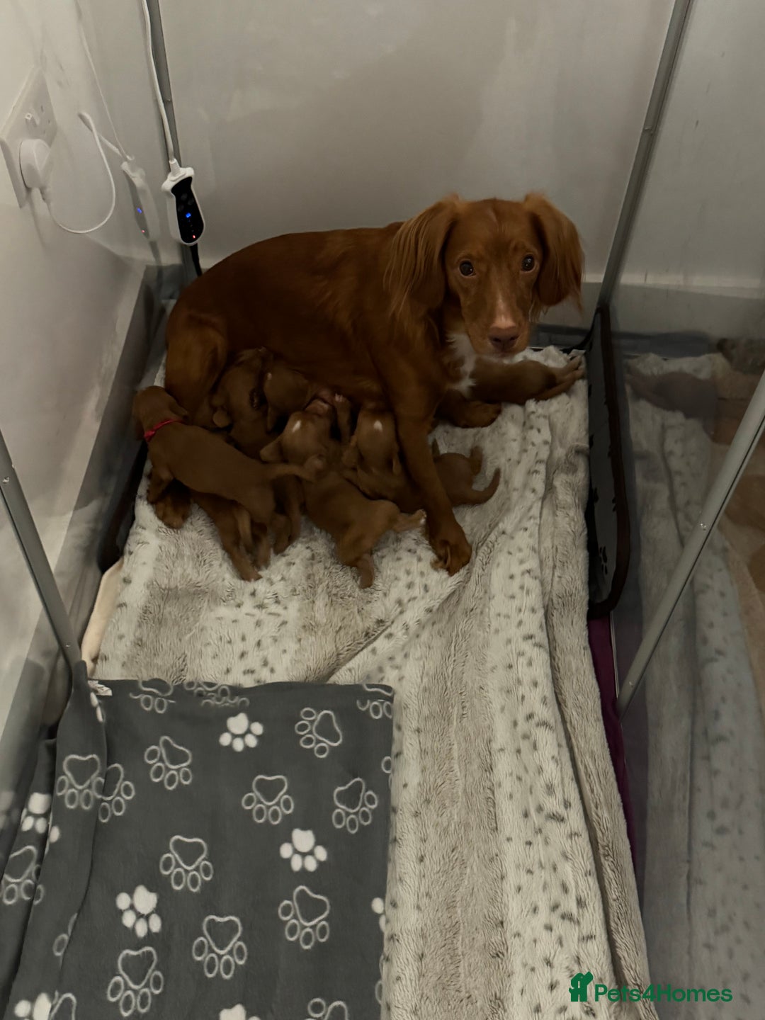 Cocker Spaniel dogs for sale: Fox Red Cocker Spaniel - Image 11