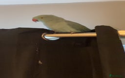 Parakeets birds for sale: Indian ringnecks  - Image 3