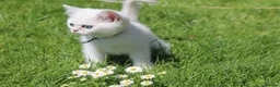 British Shorthair cats for sale: 😻TICA British Shorthair kitten only 1 boy left  - Advert 7