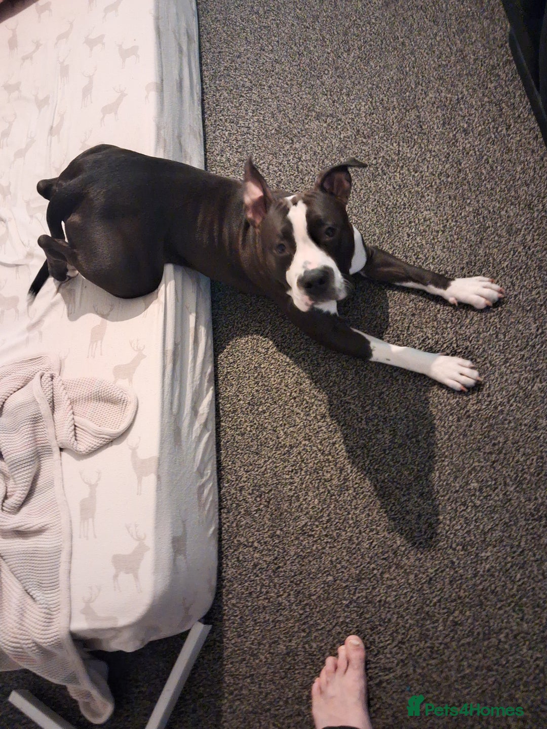 American Bull Staffy dogs for sale: 'Dodge' (boy) - Image 2