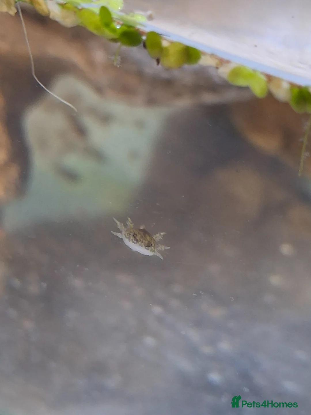 Other/Mixed Breed fish for sale: Baby axolotl  in Budleigh Salterton - Advert 4