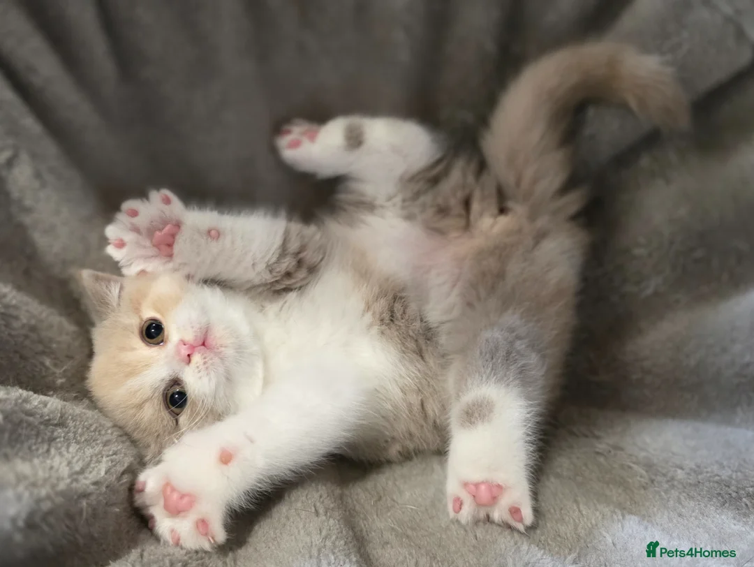 British Shorthair cats for sale: British Shorthair & Longhair Pedigree RegKittens   - Advert 1