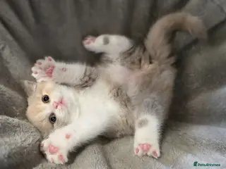 British Shorthair cats British Shorthair & Longhair Pedigree RegKittens - Advert 13