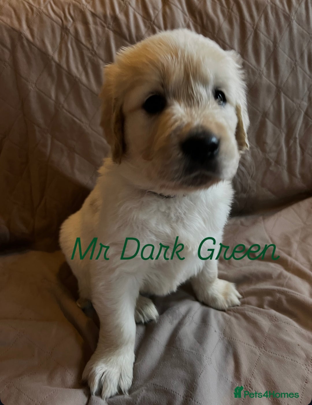 Golden Retriever dogs for sale: Adorable pedigree Golden Retriever puppies  - Image 12