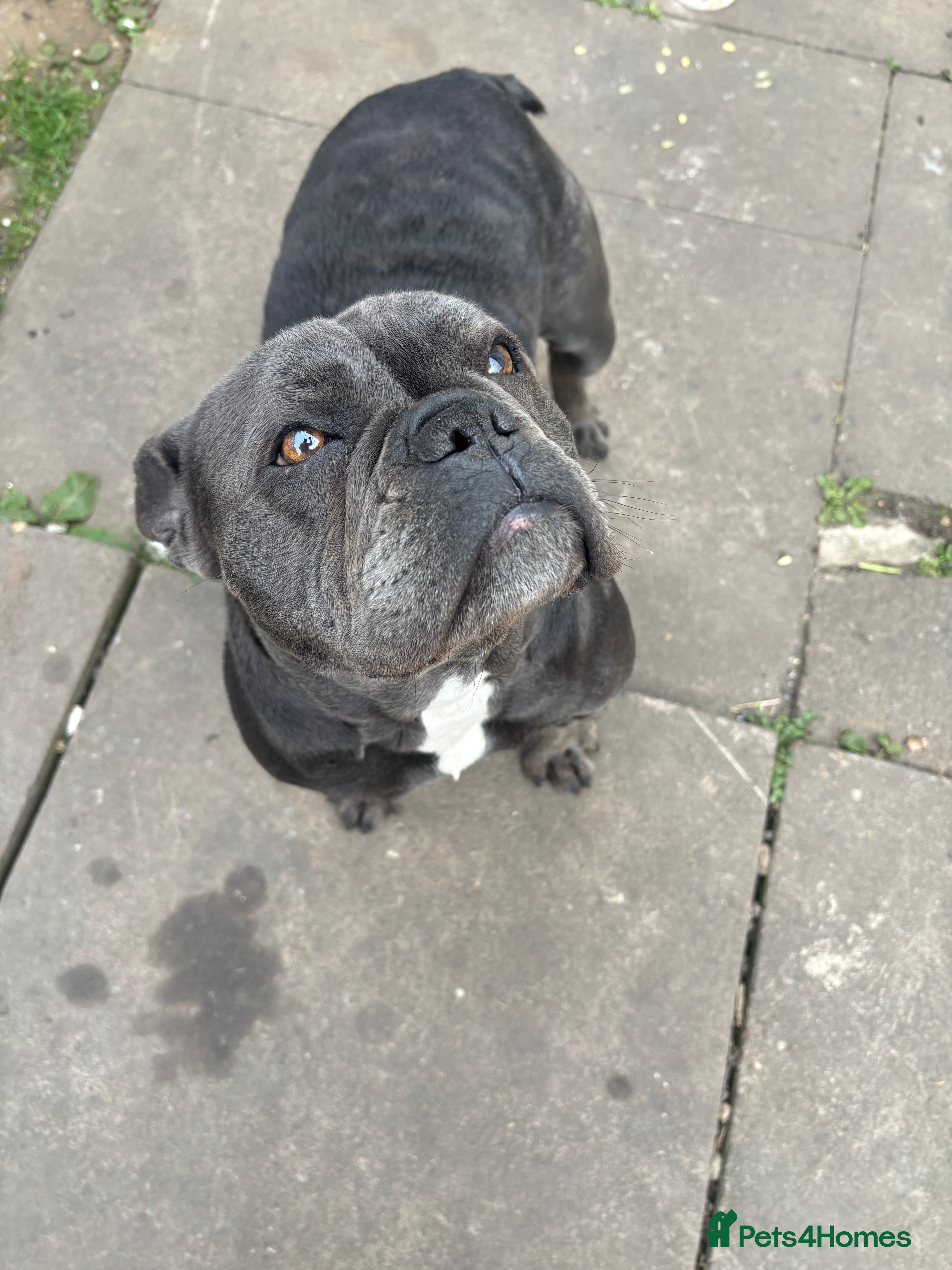 French Bulldog dogs Female French bulldog - Advert 22