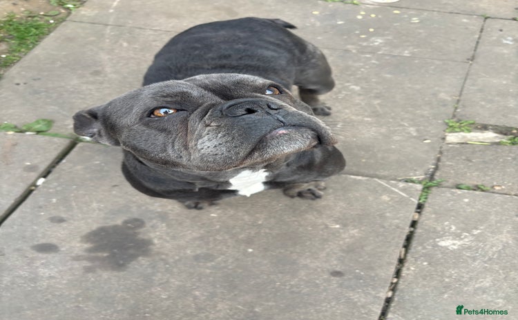 French Bulldog dogs - Advert 1