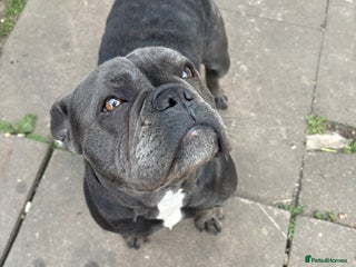 French Bulldog dogs - Advert 22