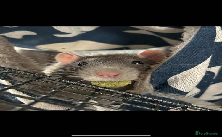 Rat rodents - Advert 6