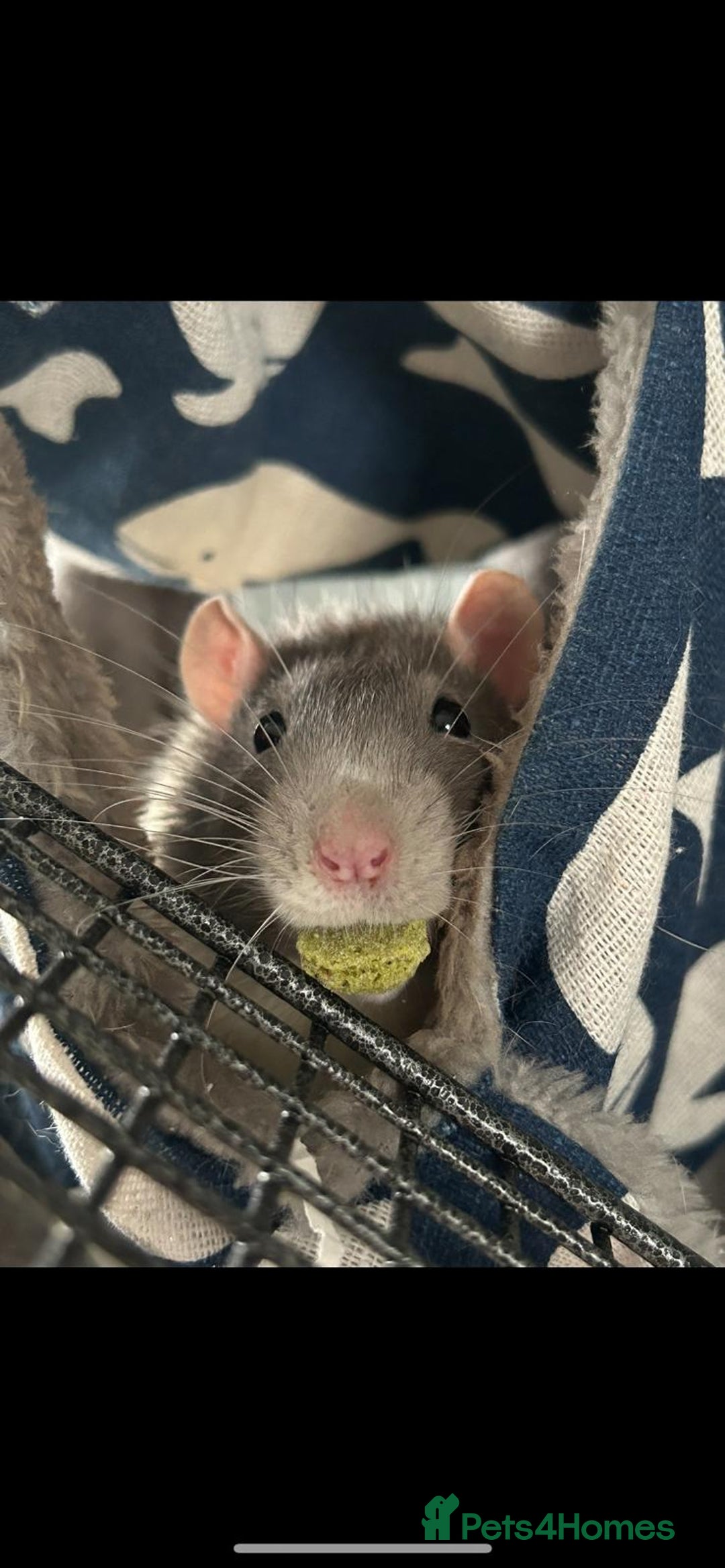 Rat rodents for sale: Brother rats. So cute and friendly. Kids handled - Image 1