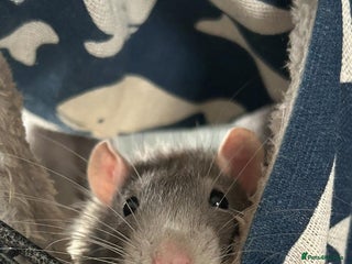 Rat rodents for sale - Advert 1