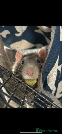 Rat rodents - Advert 1