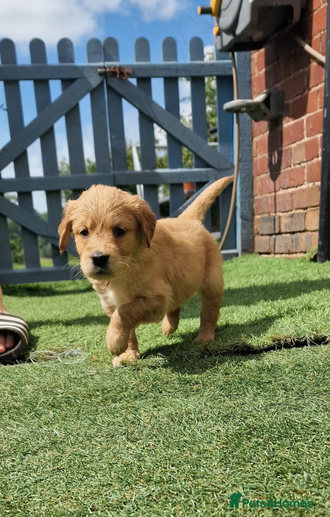 Golden Retriever dogs for sale: 10 Gorgeous Golden Retrievers 🐶❤️-Health & Hip ✅ - Image 8