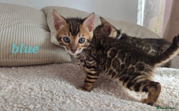 Bengal cats for sale: ✨ Bengal TICA Registered kittens Available ✨🐱 - Image 8