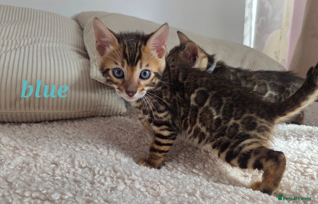 Bengal cats for sale: ✨ Bengal TICA Registered kittens Available ✨🐱 - Image 8