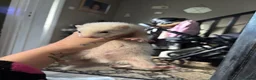Ferret rodents for sale: ferrets  - Advert 5