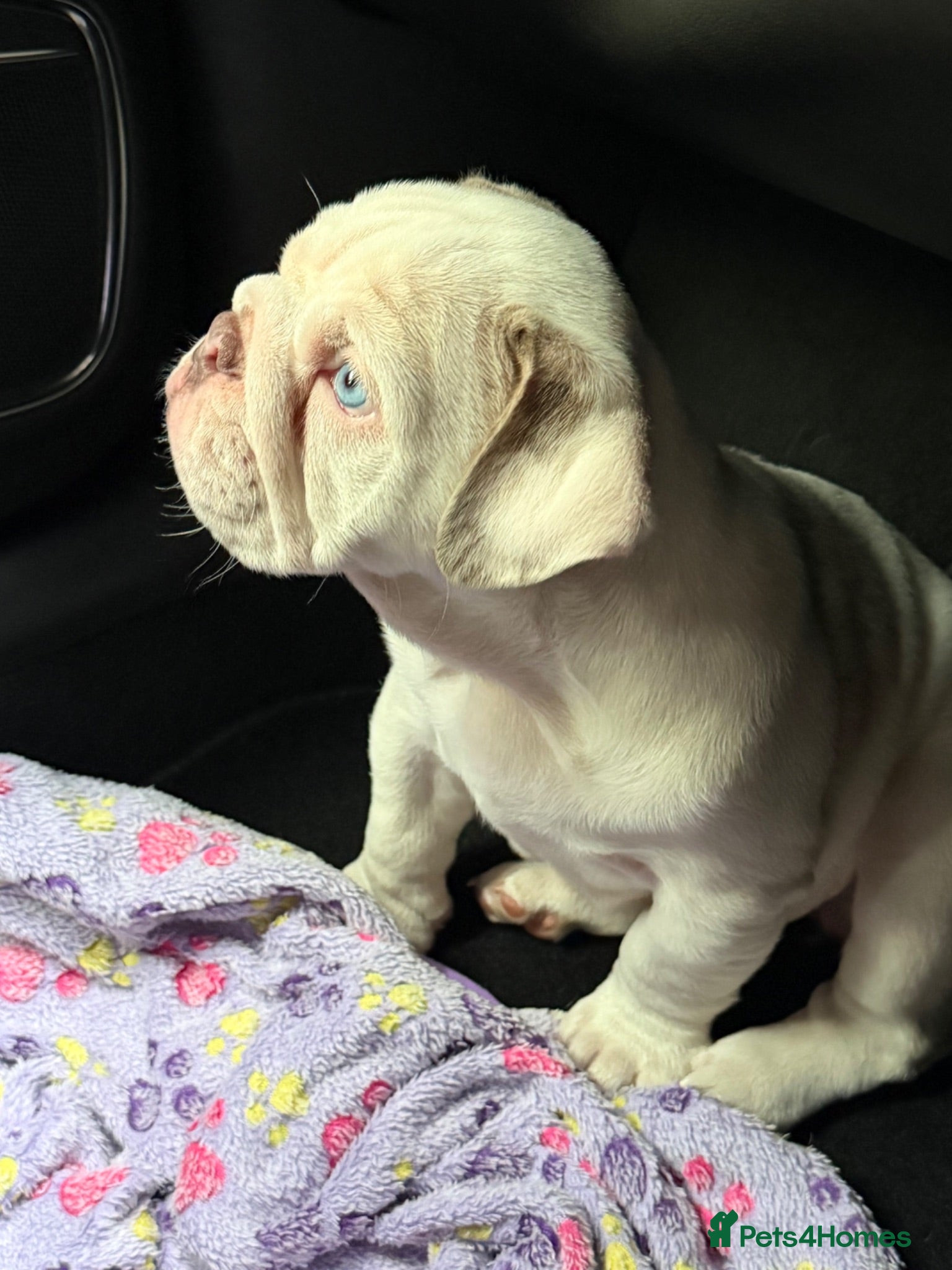 English Bulldog dogs ✨Last little lady English Bulldog left - KC Reg✨ - Advert 2