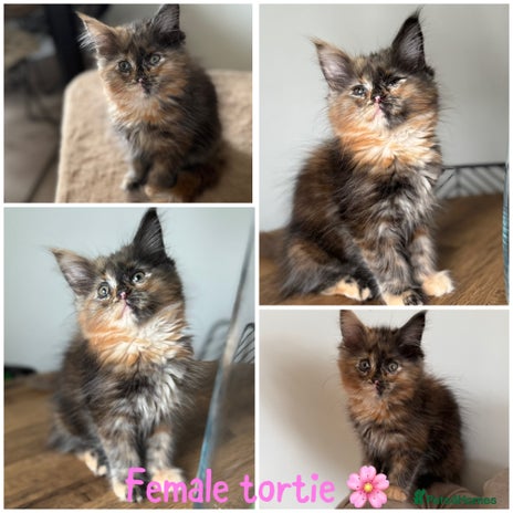 Maine Coon cats - Advert 5