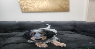 Dachshund dogs - Advert 2