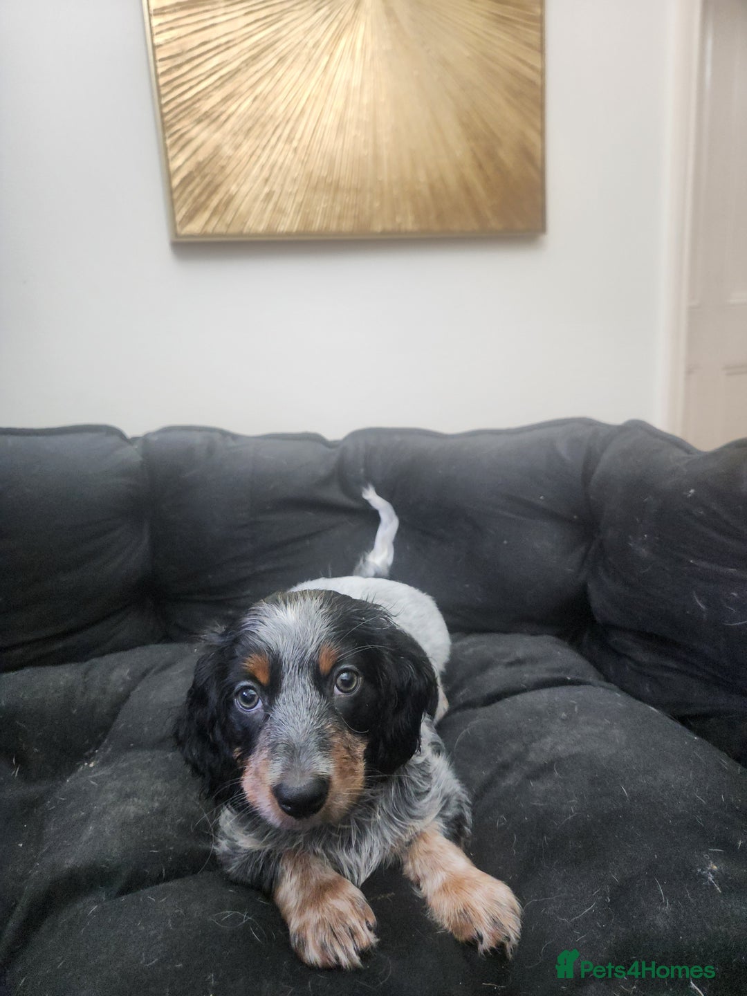 Dachshund dogs for sale: Stunning Dachshund Puppies  - Image 3