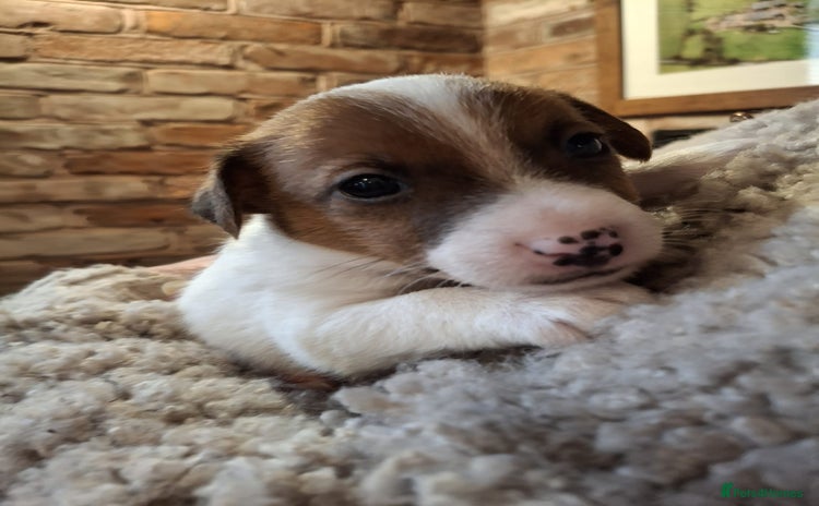 Jack Russell dogs - Advert 2