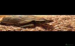 Tortoise reptiles for sale: Male tortoise - Image 5