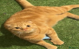Scottish Fold cats for sale: Rio (Scottish fold) - Image 1