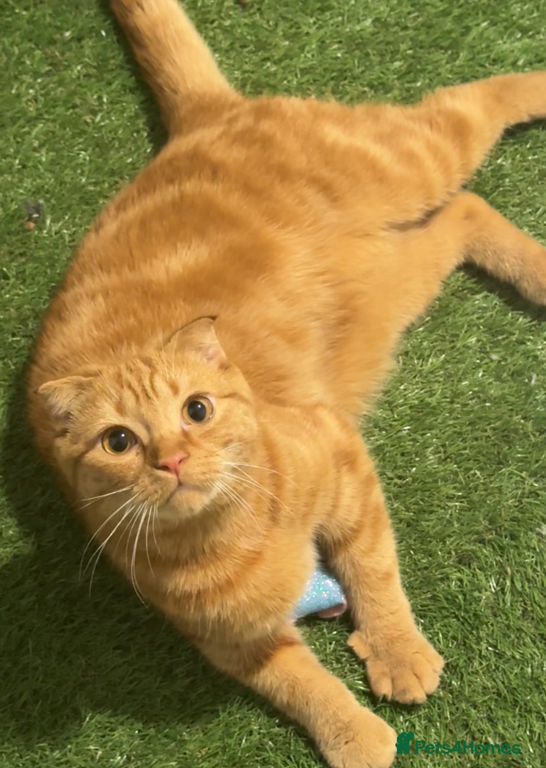 Scottish Fold cats for sale: Rio (Scottish fold) - Image 1