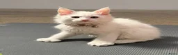 Maine Coon cats for sale: 🤍 Exceptional Polydactyl Champion Lines MC in Sidcup - Advert 4