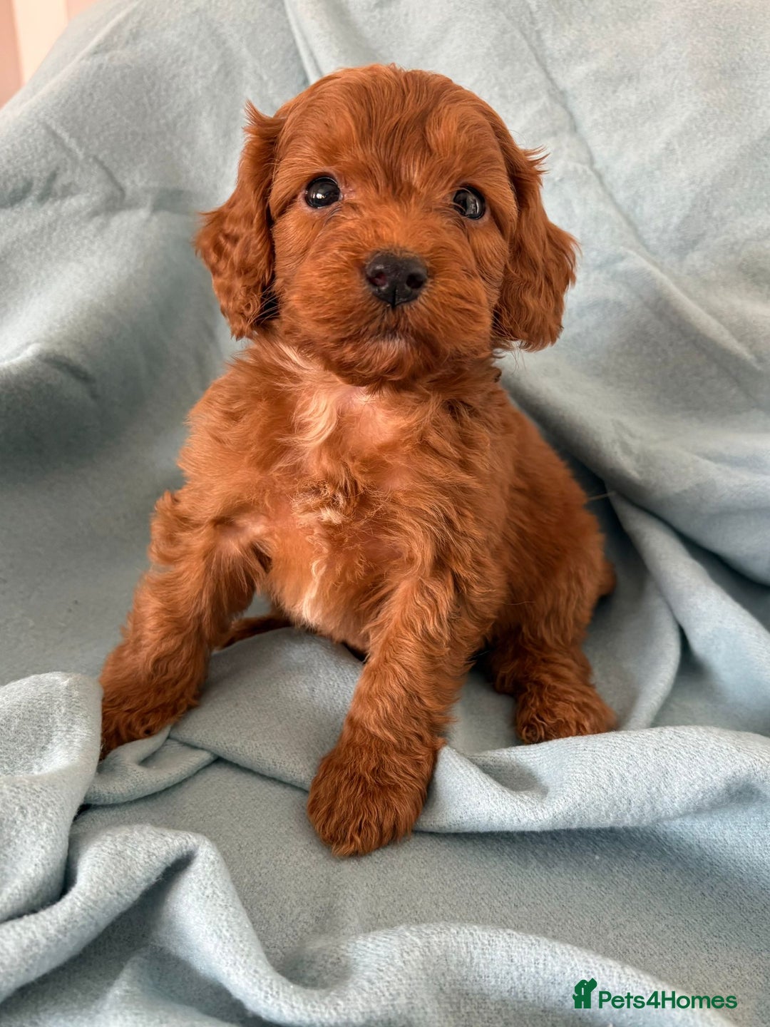Cockapoo dogs for sale: Beautiful fox red cockapoo - Image 23