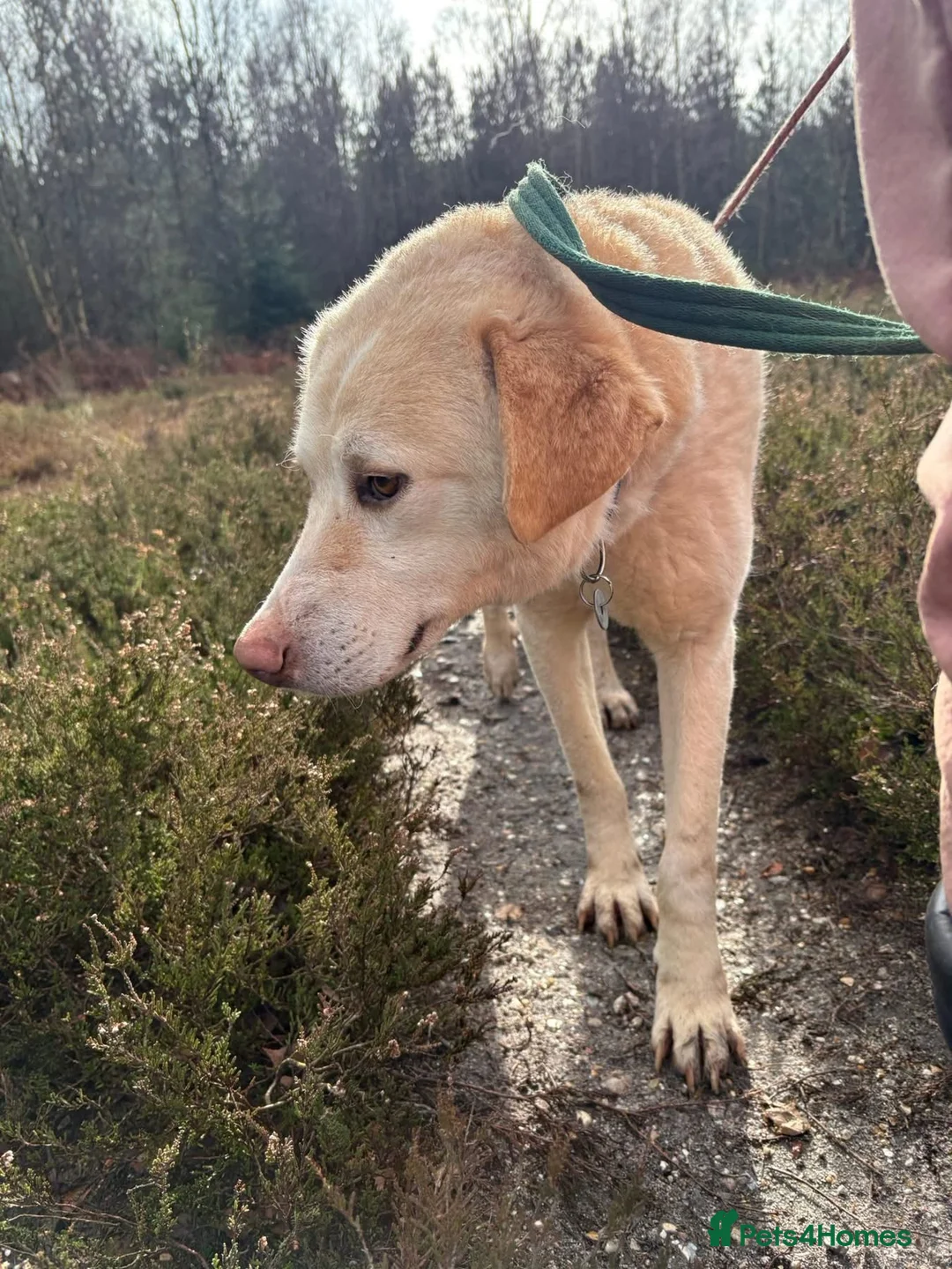 Golden Retriever dogs for adoption: Ralph - Norwich Norfolk  - Advert 17