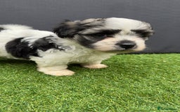 Morkie dogs for sale: Beautiful Maltese x Yorkie puppies  - Image 12