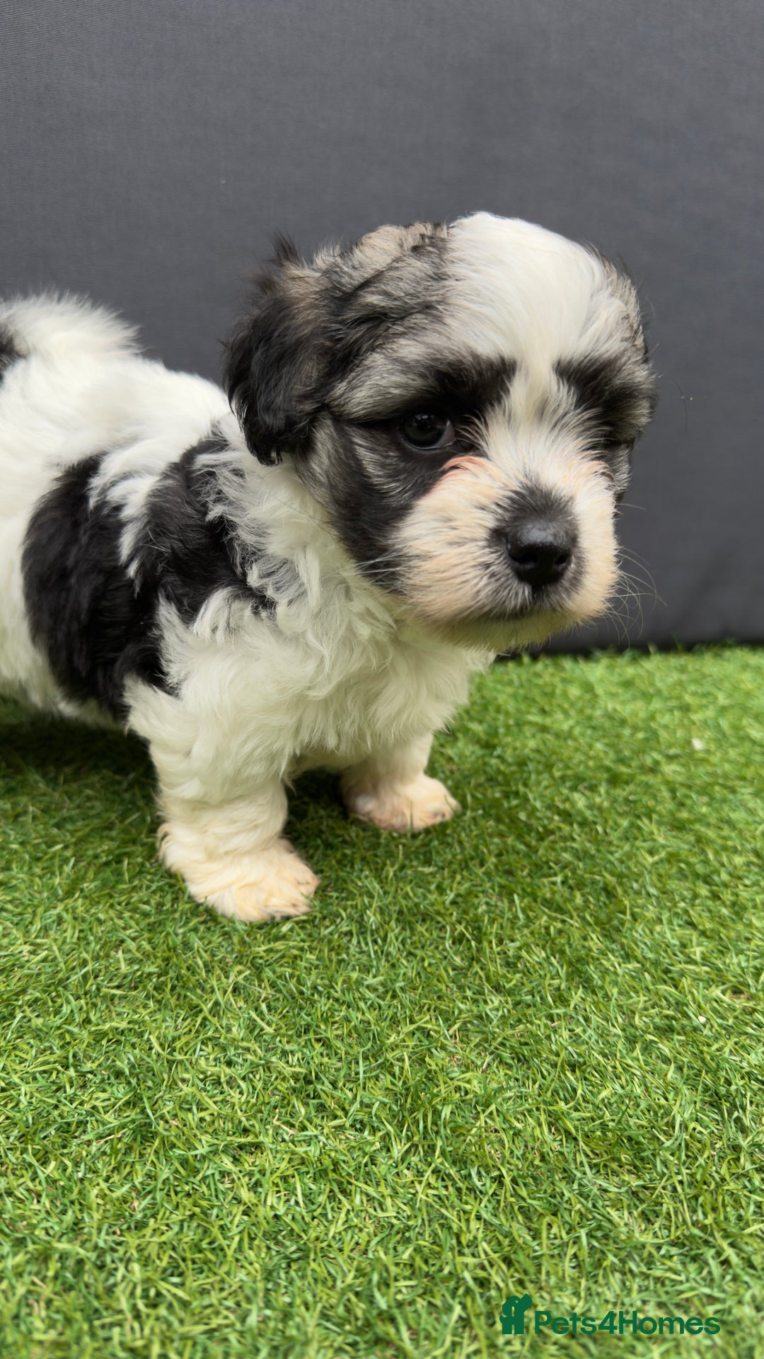 Morkie dogs for sale: Beautiful Maltese x Yorkie puppies  - Image 12