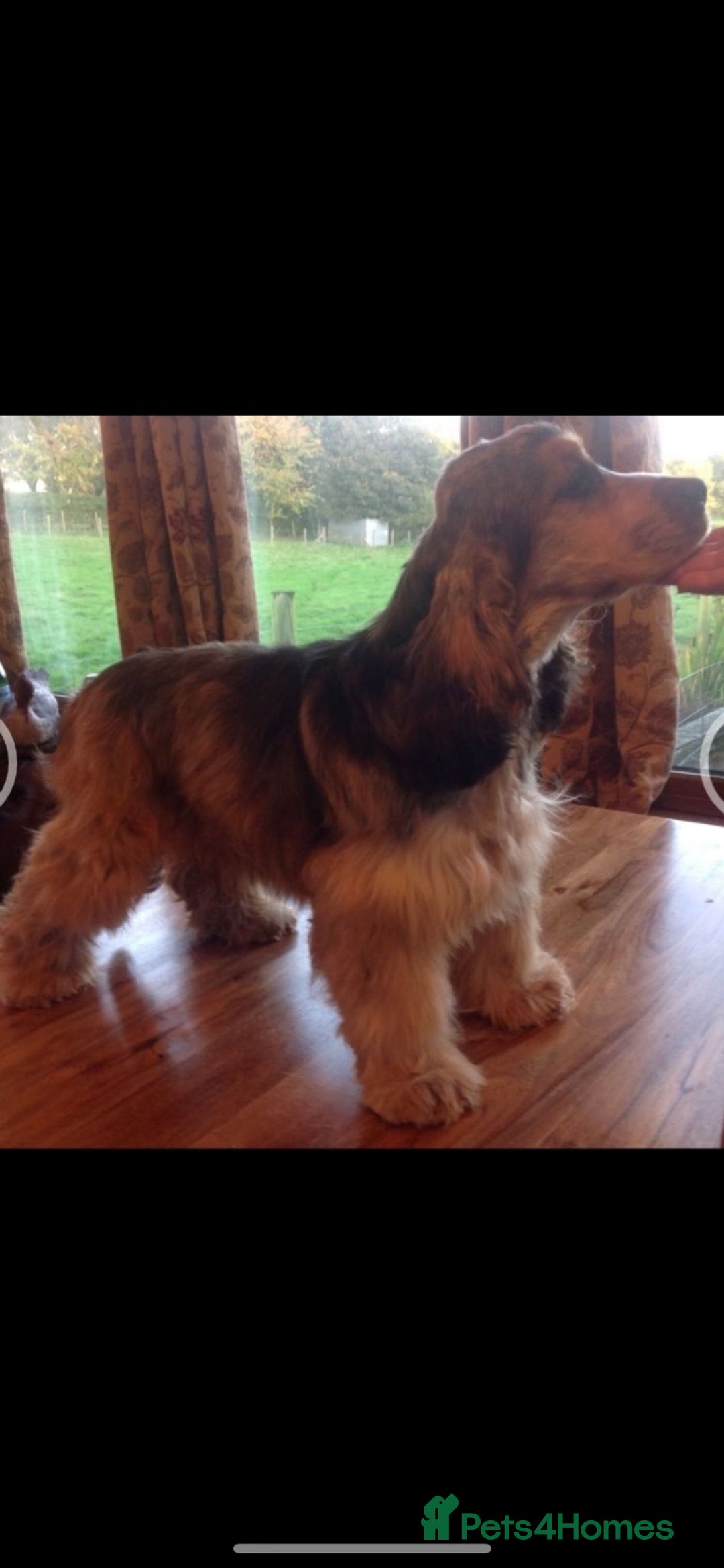 Cocker Spaniel dogs for sale: Exceptional Health Tested Show Cocker Spaniel - Advert 12