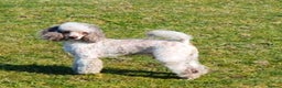 Poodle dogs for stud:  CHOCOLATE MERLE PHANTOM CARRYING PARTI in Todmorden - Advert 15