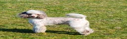 Poodle dogs for stud:  CHOCOLATE MERLE PHANTOM CARRYING PARTI in Todmorden - Advert 15