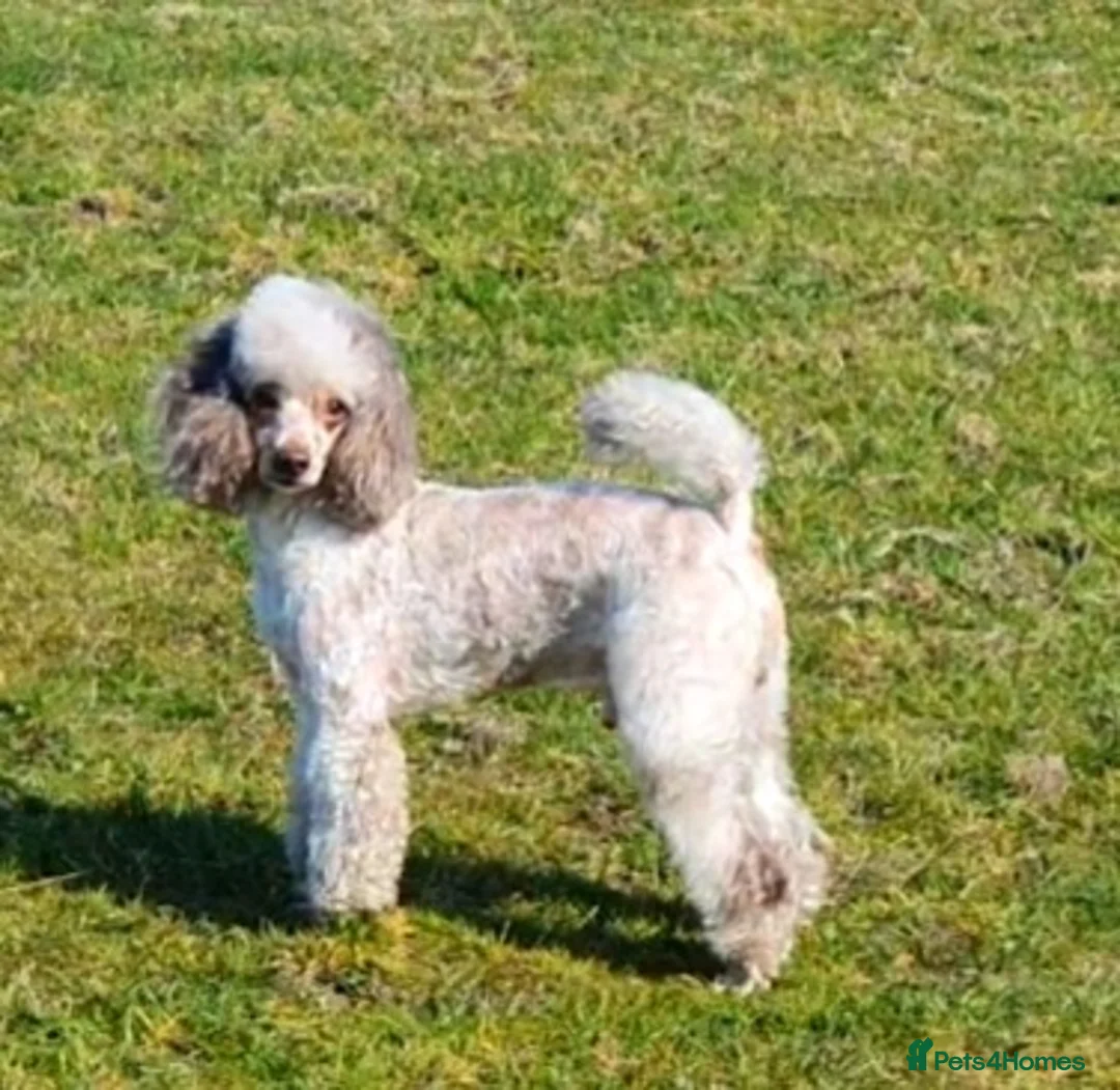 Poodle dogs for stud:  CHOCOLATE MERLE PHANTOM CARRYING PARTI in Todmorden - Advert 15