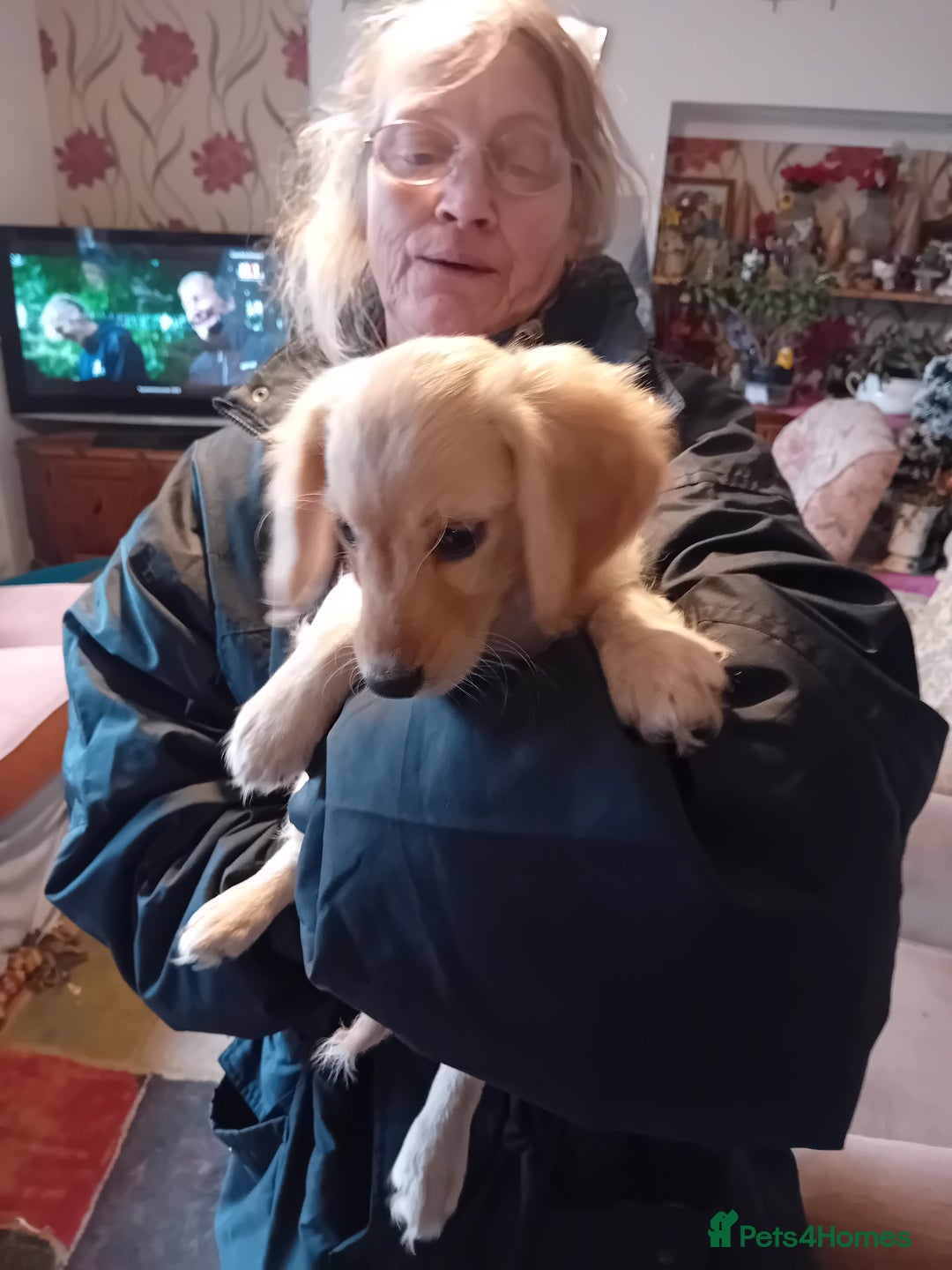 Cockapoo dogs for sale: Cocker × Cockapoo  - Advert 8