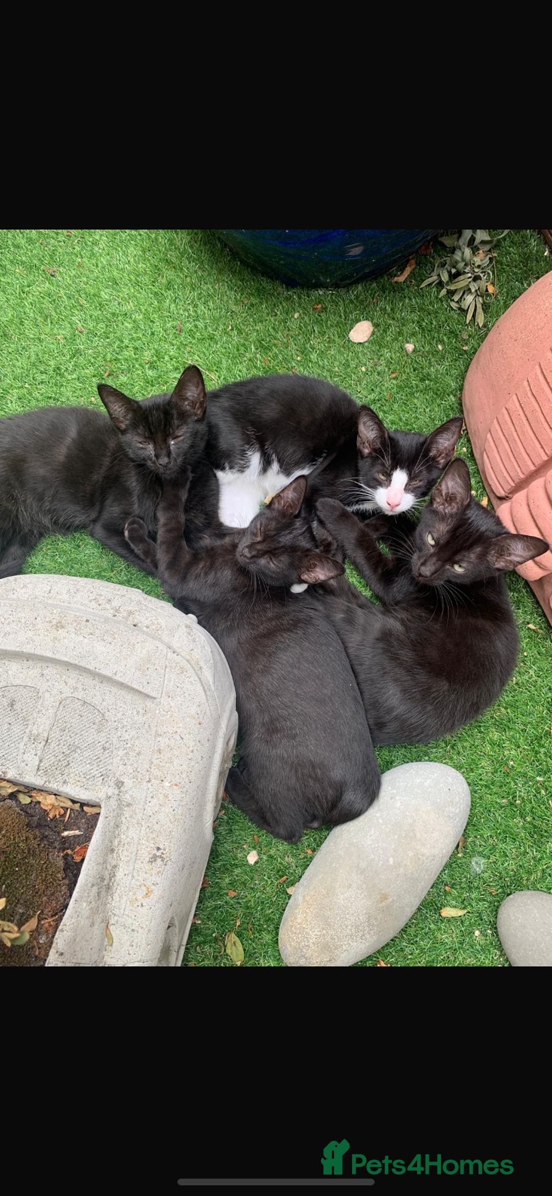 Mixed Breed cats for sale: Mixed breed kittens - Image 2