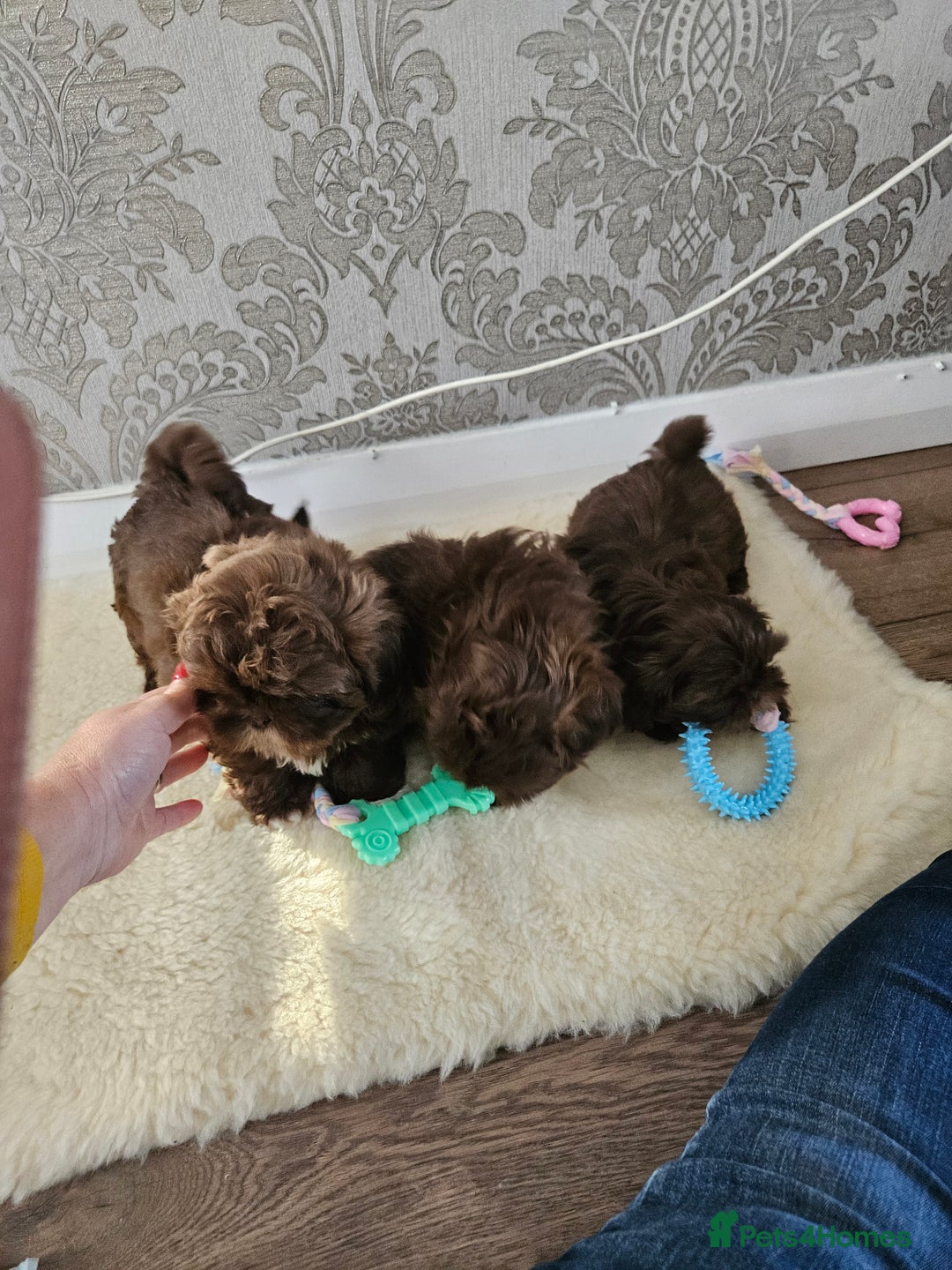 Shih Tzu dogs for sale: SHIH tzu puppies 🐶 outstanding - Image 5
