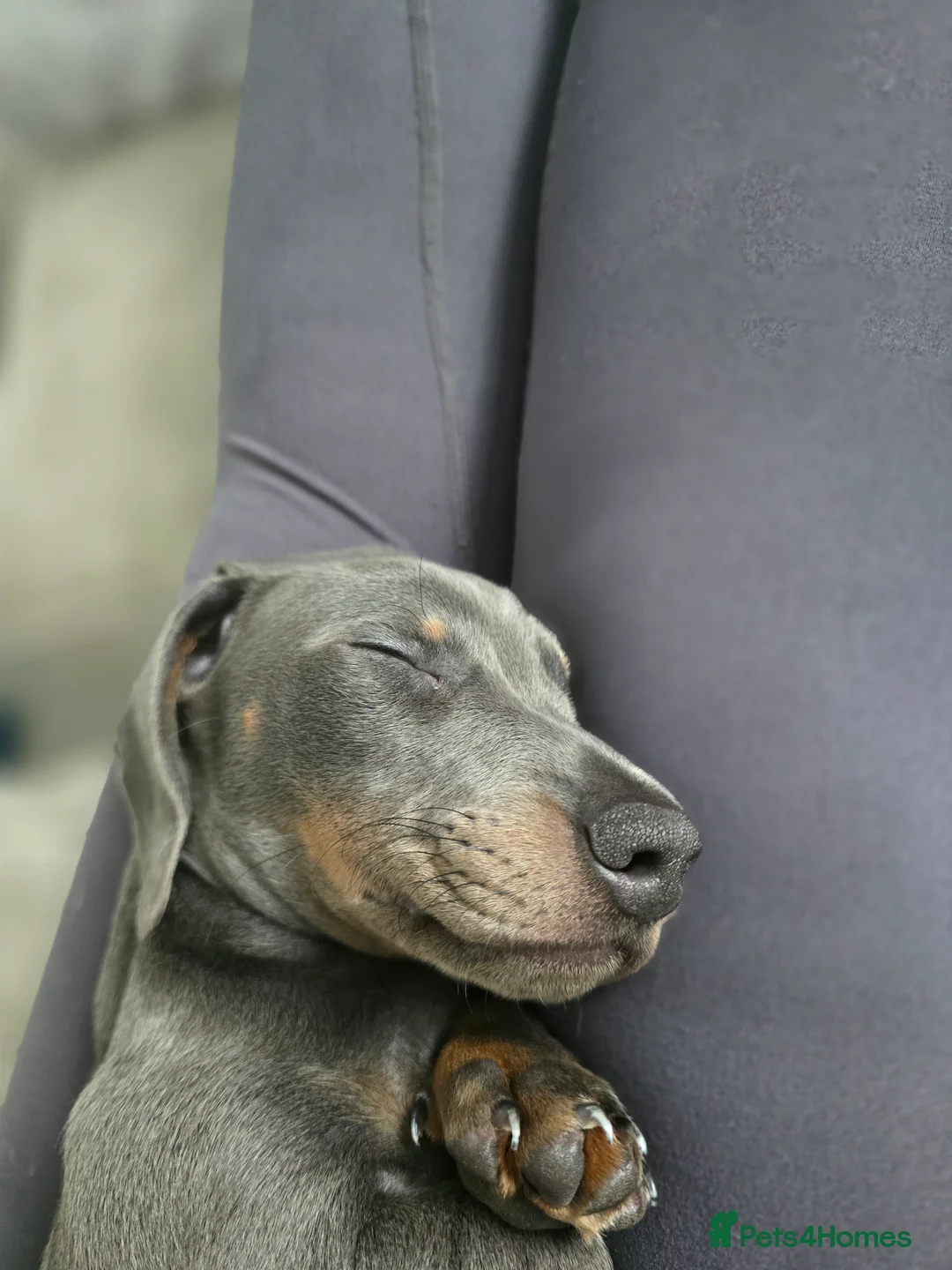 Miniature Dachshund dogs for sale:  Miniature Dachshund boys  - Advert 2