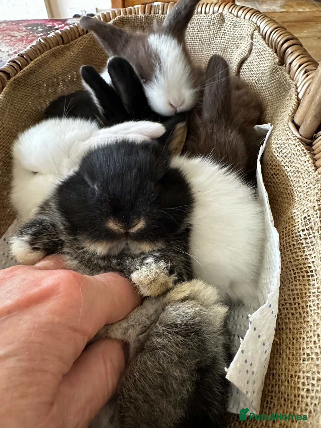 Mini Lop rabbits for sale: Mini lop babies ready for small hands - Advert 2