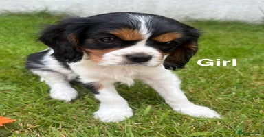 Cavalier King Charles Spaniel dogs - Advert 1