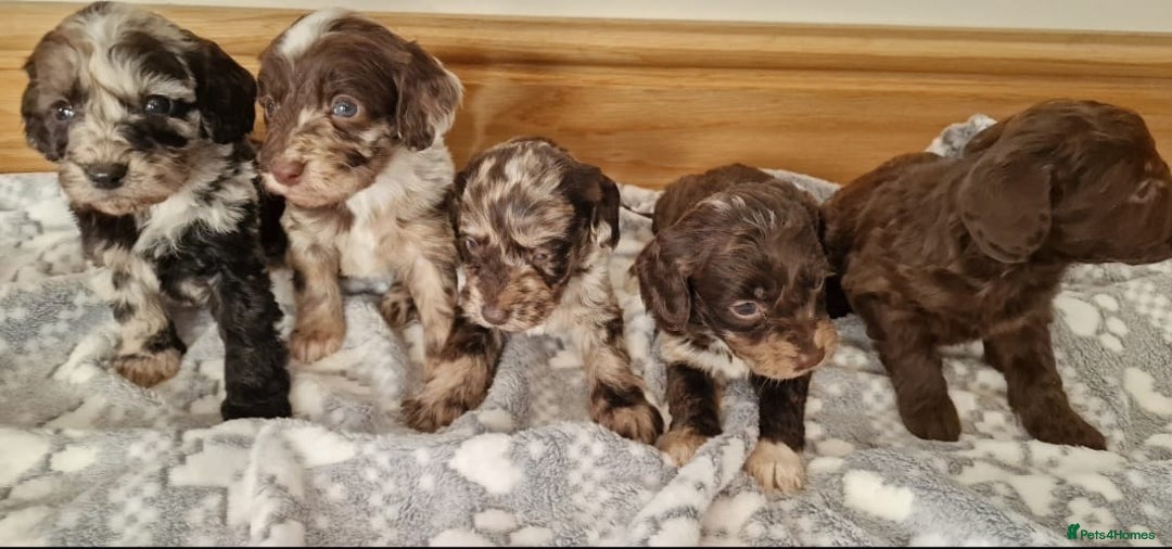 Cockapoo dogs for sale: F1 show type miniature cockapoo  - Image 5