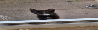 Tuxedo