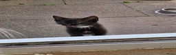 Mixed Breed cats for sale: Kittens available - Advert 7