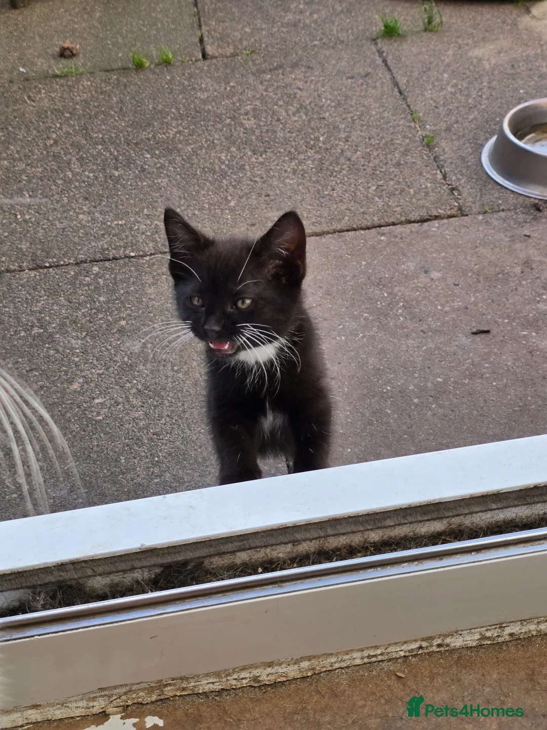 Mixed Breed cats for sale: Kittens available - Advert 7
