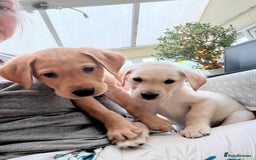 Labrador Retriever dogs for sale: Stunning Labrador pedigree puppies  - Advert 13