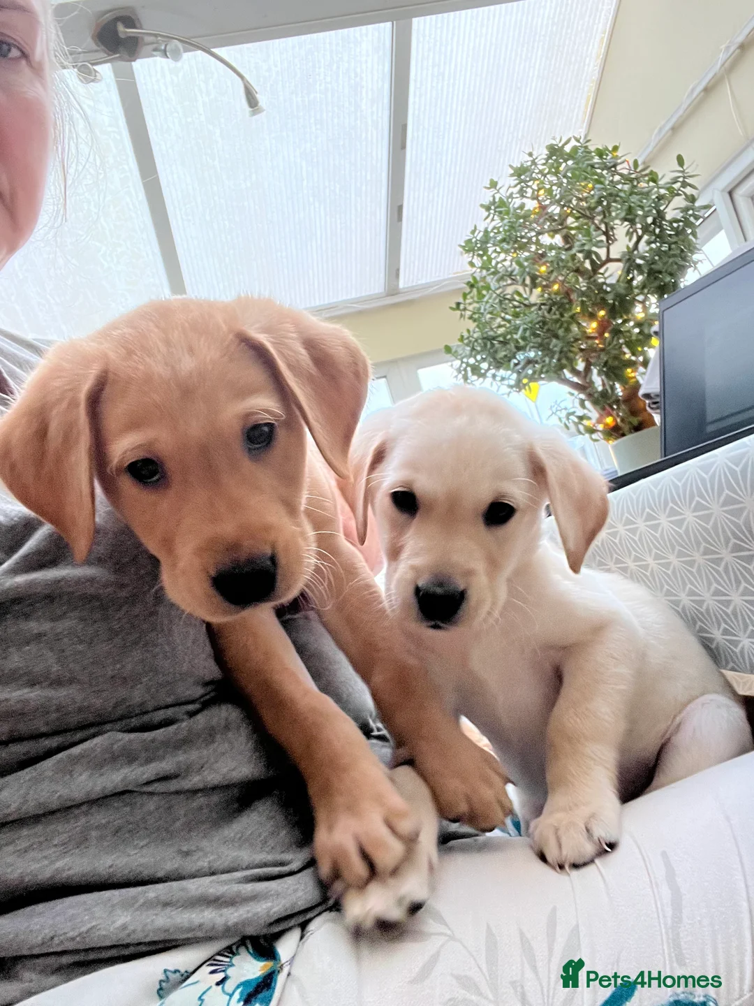 Labrador Retriever dogs for sale: Stunning Labrador pedigree puppies  - Advert 10